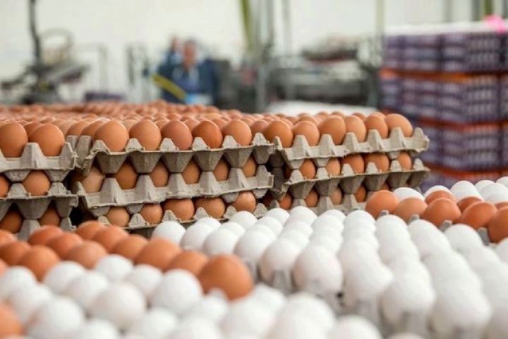 قیمت تخم مرغ
