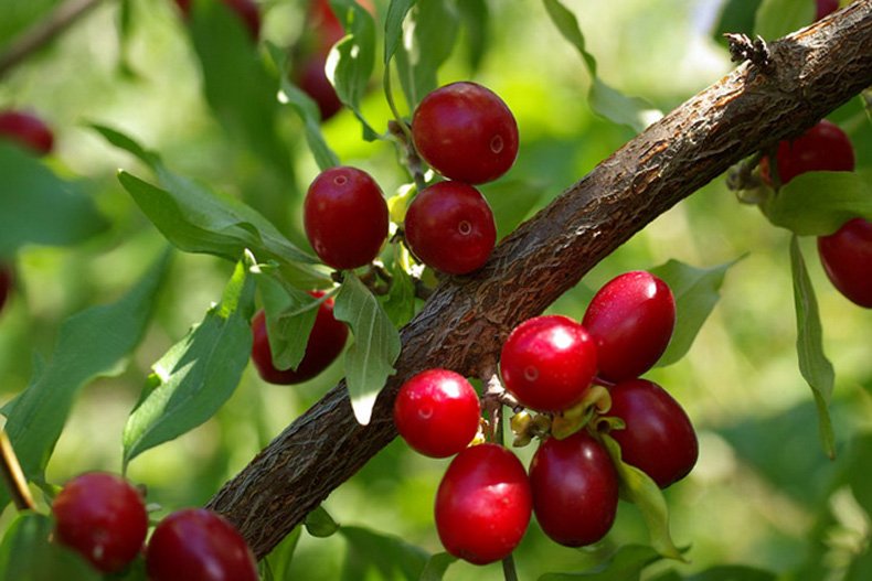 زغال اخته برای لاغری زغال اخته برای لاغری