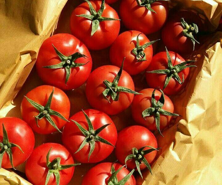 آغاز خرید حمایتی گوجه فرنگی