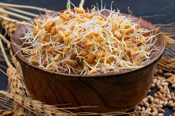 خواص شگفت انگیز جوانه گندم