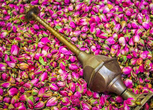 گلاب دو آتیشه گلاب دو آتیشه