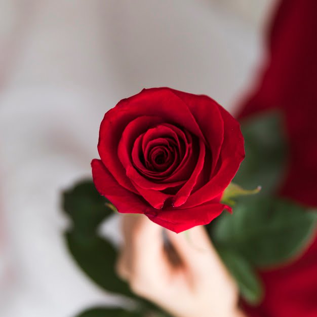 گل رز برای ولنتاین- کادو ولنتاین