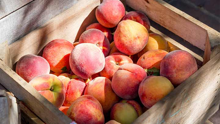 با خواص هلو برای سلامتی بدن آشنا شوید! با خواص هلو برای سلامتی بدن آشنا شوید!