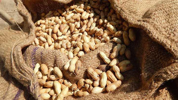 خواص بادام زمینی در بارداری