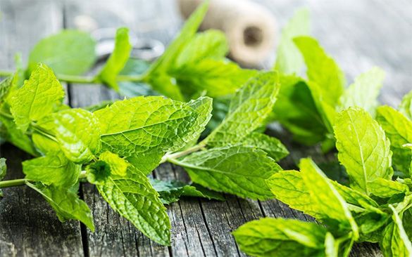 نعناع برای گرما زدگی