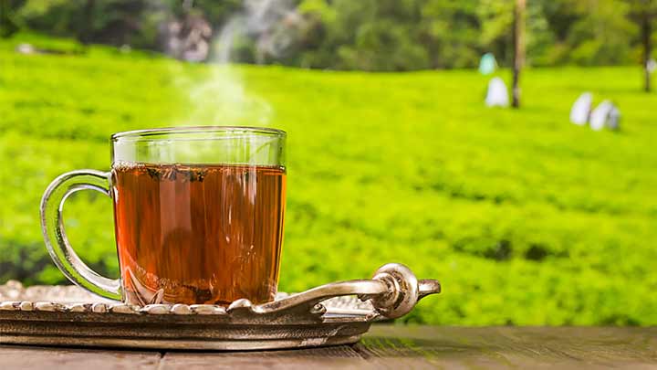 چای دارجیلینگ چای دارجیلینگ