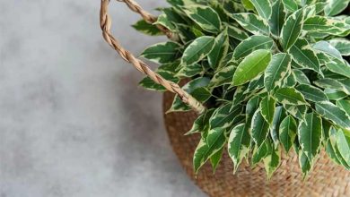 هر آنچه که در مورد گیاه بنجامین باید بدانید