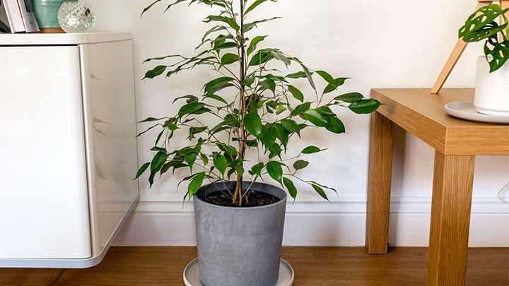 معرفی گیاه بنجامین معرفی گیاه بنجامین