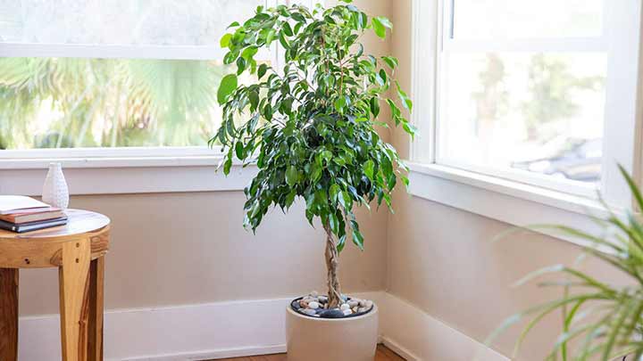 نکات طلایی در نگهداری گیاه بنجامین نکات طلایی در نگهداری گیاه بنجامین