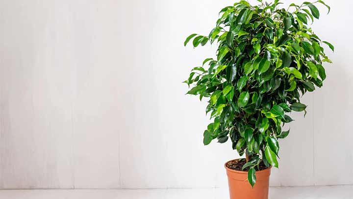 انواع گیاه بنجامین انواع گیاه بنجامین