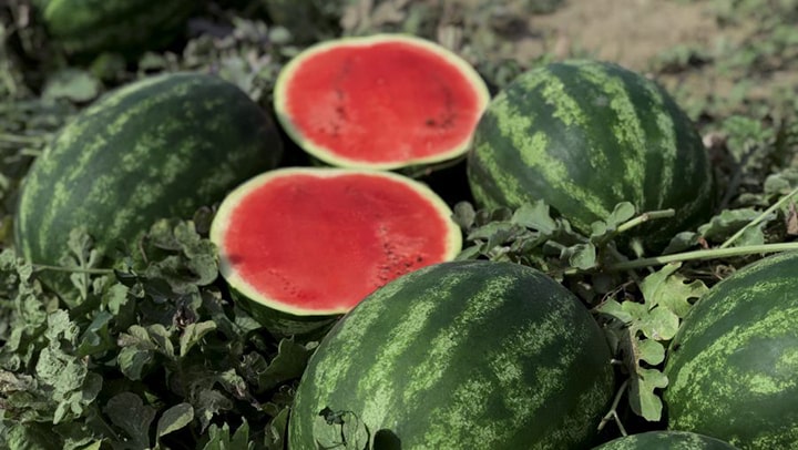 با روشهای تشخیص هندوانه شیرین و قرمز آشنا شوید! با روشهای تشخیص هندوانه شیرین و قرمز آشنا شوید!