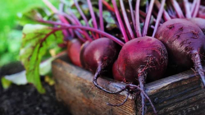 چغندر برای لاغری چغندر برای لاغری