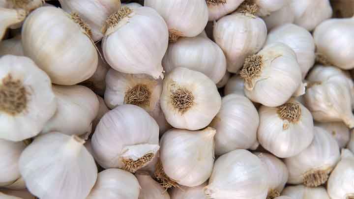 خشک کردن سیر تازه خشک کردن سیر تازه