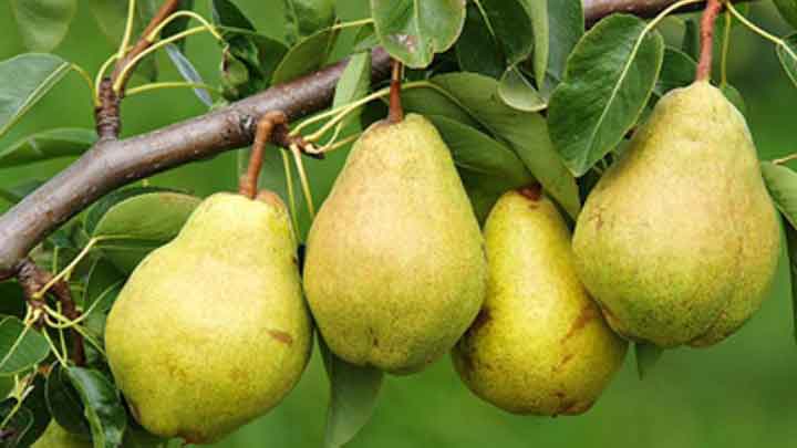 خواص گلابی برای ریه خواص گلابی برای ریه