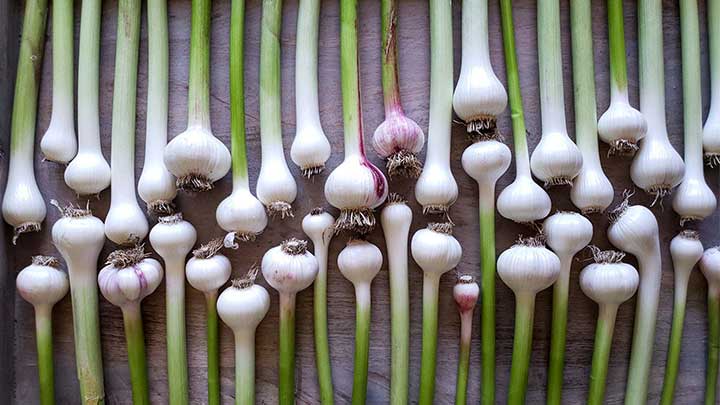 ترفندهای نگهداری از سیر تازه به مدت طولانی ترفندهای نگهداری از سیر تازه به مدت طولانی