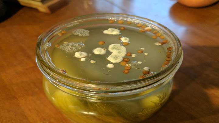 برای جلوگیری از کپک ترشی چه باید کرد؟