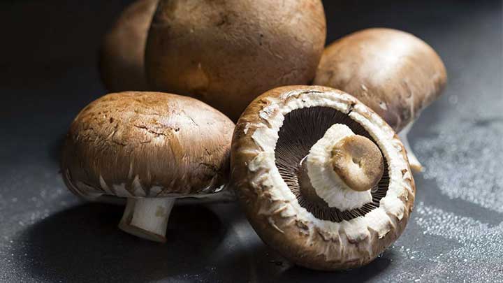 4 نکته مهم که در مورد قارچها باید بدانید! 4 نکته مهم که در مورد قارچها باید بدانید!