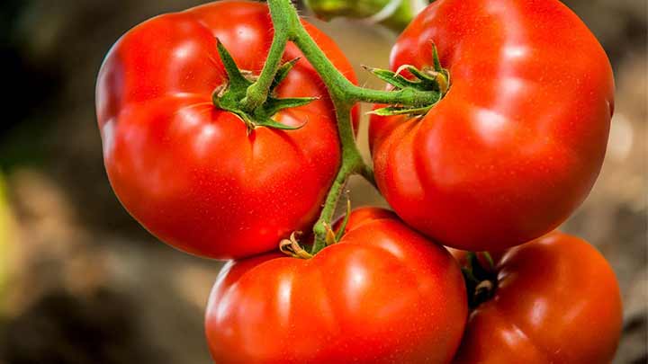 خواص گوجه فرنگی در لاغری خواص گوجه فرنگی در لاغری