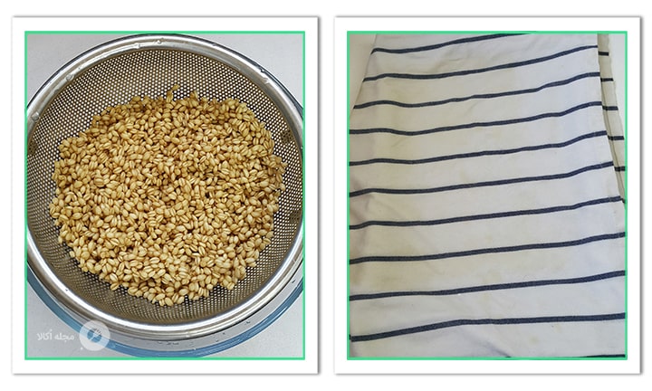 گندم ها را در دستمال خیسی قرار دهید