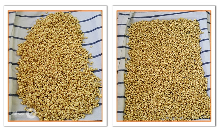 گندم ها را روی دستمالی بریزید و پخش کنید