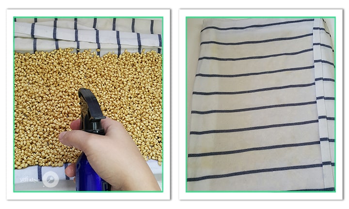 روی گندم ها با آب پاش آب بپاشید و روی آن را با دستمال ببندید