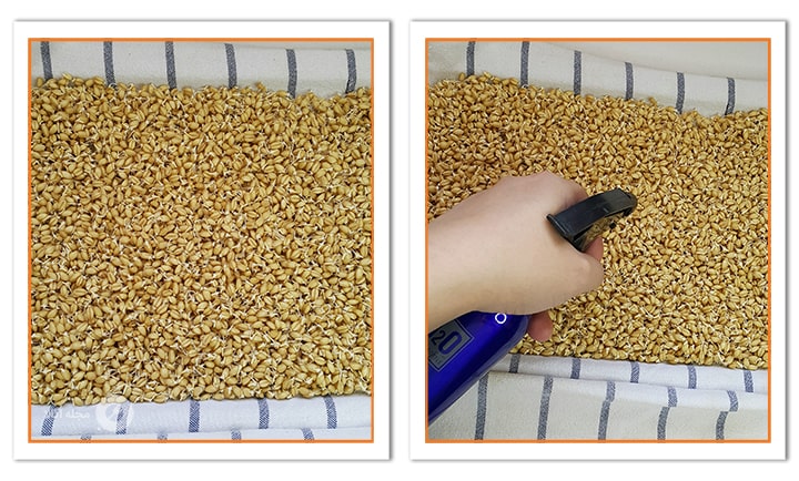 گندم ها همیشه باید خیس باشند و روی آنها آب بپاشید