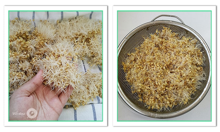 وقتی جوانه ها رشد کافی را کردند در صافی بریزید و بشویید و بگذارید تا خشک شوند