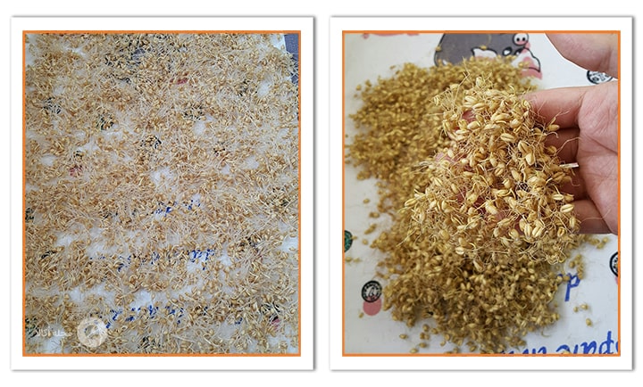 طریقه خشک کردن جوانه های گندم برای پودر جوانه گندم