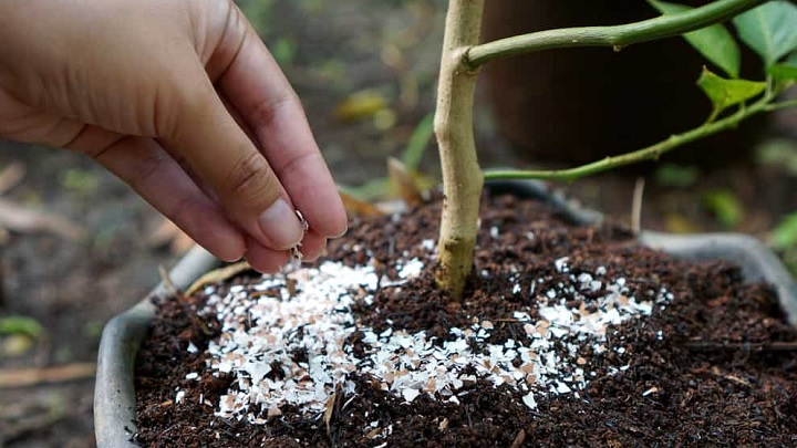 خواص پوست تخم مرغ برای گیاهان