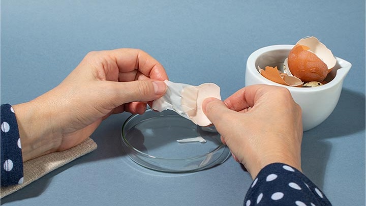 تامین کلسیم مورد نیاز پرندگان از خواص پوست تخم مرغ