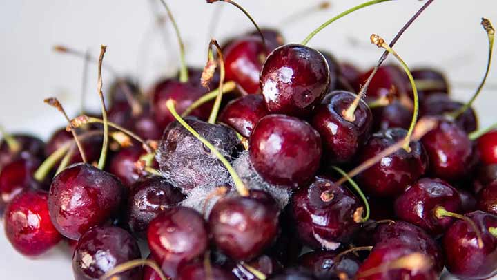 ترفندهای جلوگیری از کپک زدن میوه در یخچال ترفندهای جلوگیری از کپک زدن میوه در یخچال