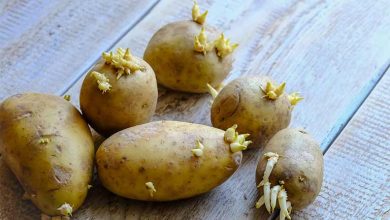 آیا مصرف سیب زمینی جوانه زده خطرناک است؟