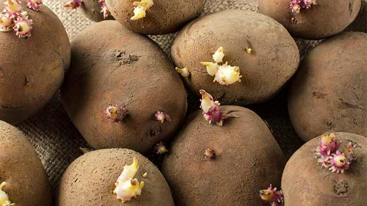 علائم مسمومیت ناشی از مصرف سیب زمینی جوانه زده علائم مسمومیت ناشی از مصرف سیب زمینی جوانه زده