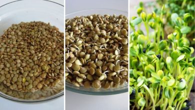 8 سبزه عدس زیبا برای عید نوروز؛ مراحل کاشت و نگهداری