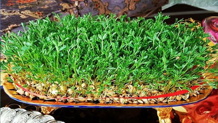 زمان مناسب برای کاشت سبزه عدس زمان مناسب برای کاشت سبزه عدس
