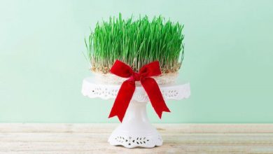 نحوه سبز کردن سبزه عید با گندم؛ مرحله به مرحله