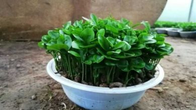 روش سبز کردن هسته نارنج برای سبزه عید + نکات طلایی