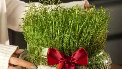 کاشت سبزه عید با خاکشیر؛ ویژه عید نوروز