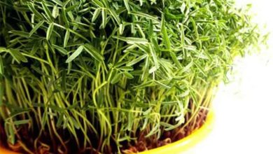 نحوه سبز کردن سبزه عید با ماش؛ مرحله به مرحله