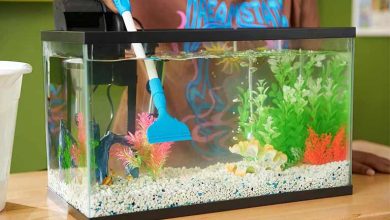 ترفندهای تمیز کردن آب آکواریوم در خانه