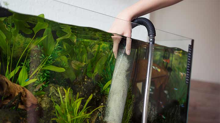 نکات طلایی برای تمیز کردن آب آکواریوم