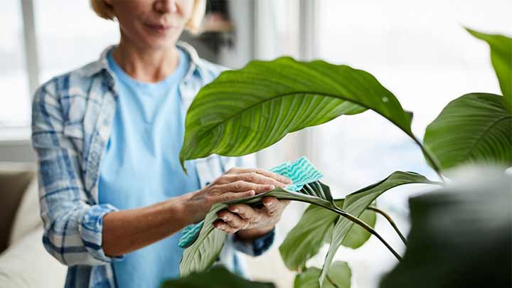 تمیز کردن برگ گیاهان خانگی برای عید با محلول سرکه و آب تمیز کردن برگ گیاهان خانگی برای عید با محلول سرکه و آب