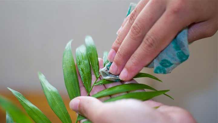 تمیز کردن برگ گیاهان خانگی برای عید با پوست موز تمیز کردن برگ گیاهان خانگی برای عید با پوست موز