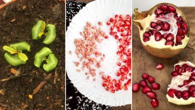 روش سبز کردن سبزه عید با انار+ بهترین زمان کاشت و نگهداری آن