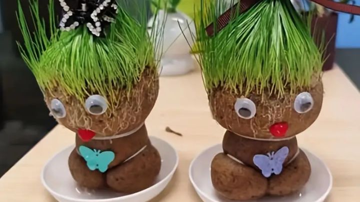 کاشت سبزه عروسکی کاشت سبزه عروسکی