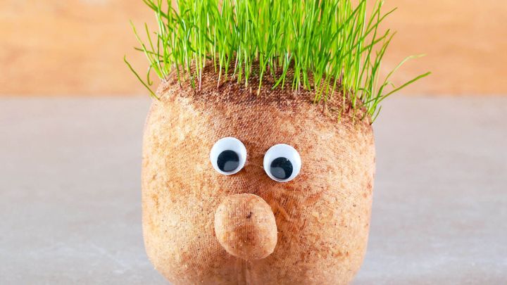 وسایل مورد نیاز برای سبز کردن سبزه به شکل عروسک وسایل مورد نیاز برای سبز کردن سبزه به شکل عروسک