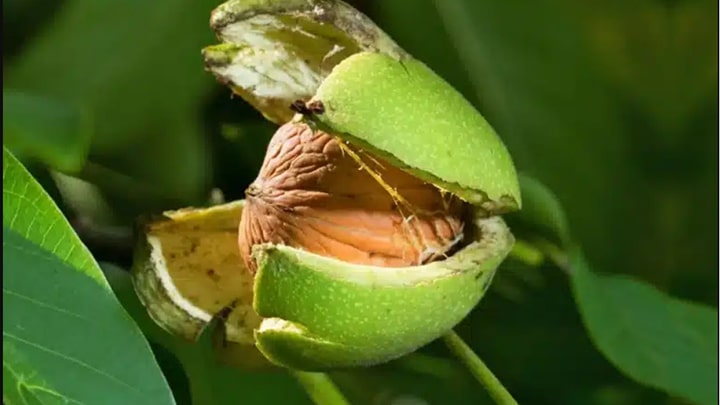 پوست گردو برای دور نریختن