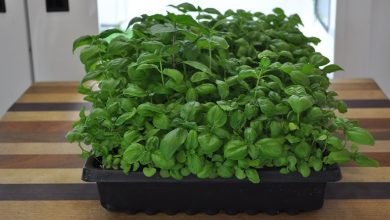 روش کاشت سبزه ریحان برای عید نوروز