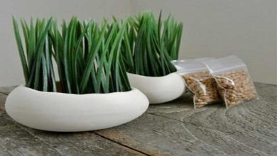 آموزش کاشت سبزه عید با هسته خرما