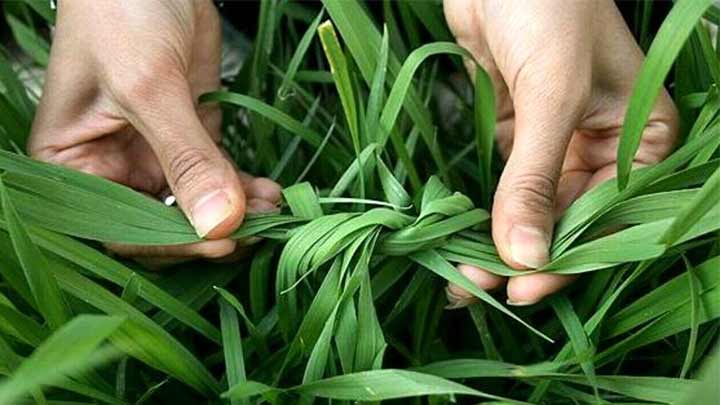 جملات تبریک سیزده بدر جملات تبریک سیزده بدر